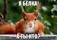 я белка! а ты кто?