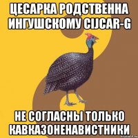 цесарка родственна ингушскому cijcar-g не согласны только кавказоненавистники