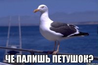  че палишь петушок?