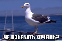  че, взьебать хочешь?