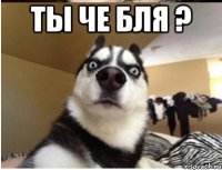 ты че бля ? 