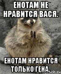 енотам не нравится вася. енотам нравится только гена.