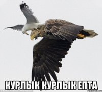  курлык курлык епта
