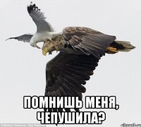 помнишь меня, чепушила?