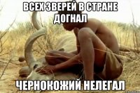 всех зверей в стране догнал чернокожий нелегал