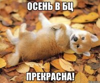 осень в бц прекрасна!