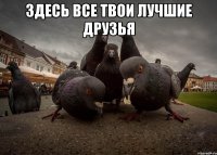 здесь все твои лучшие друзья 