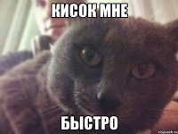 кисок мне быстро