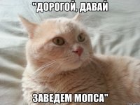 "дорогой, давай заведем мопса"