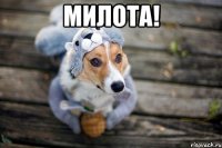 милота! 