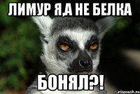 лимур я,а не белка бонял?!