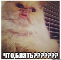  что,блять???