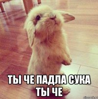  ты че падла сука ты че