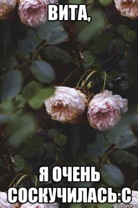 вита, я очень соскучилась:с