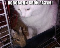 освободи свой разум! 