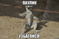 паулик узбагойся!