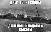 друг . ты не кошка даже кошки падают с высоты