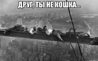 друг, ты не кошка... 