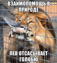 взаимопомощь в природе лев отсасывает голобю