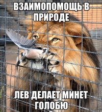 взаимопомощь в природе лев делает минет голобю