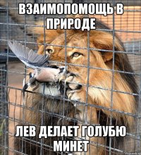 взаимопомощь в природе лев делает голубю минет