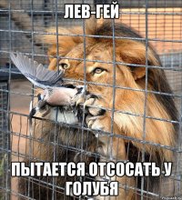 лев-гей пытается отсосать у голубя