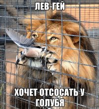 лев-гей хочет отсосать у голубя