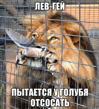 лев-гей пытается у голубя отсосать