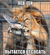 лев-гей пытается отсосать