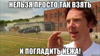 Нельзя просто так взять И погладить йежа!