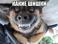 Какие шишки 