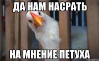 да нам насрать на мнение петуха