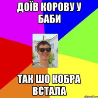доїв корову у баби так шо кобра встала