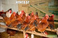 Илита бт