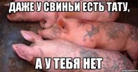 Даже у свиньи есть тату, А у тебя нет
