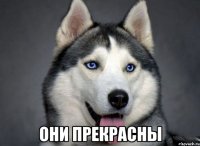  они прекрасны