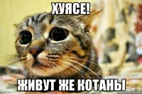 хуясе! живут же котаны