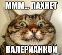 ммм... пахнет валерианкой
