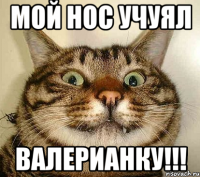 мой нос учуял валерианку!!!