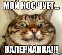 мой нос чует... валерианка!!!