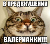 в предвкушении валерианки!!!
