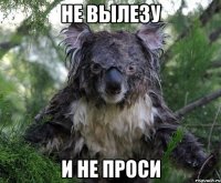 не вылезу и не проси