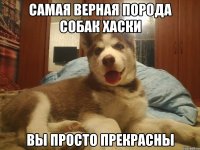 СамАЯ ВЕРНАЯ порода собак хаски ВЫ ПРОСТО ПРЕКРАСНЫ