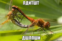 лдитшт дшлпши