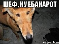 шеф, ну ебанарот 