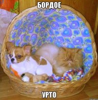 бордое урто