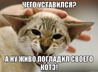 чего уставился? а ну живо погладил своего котэ!