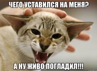 чего уставился на меня? а ну живо погладил!!!
