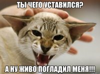 ты чего уставился? а ну живо погладил меня!!!