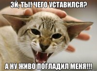 эй, ты! чего уставился? а ну живо погладил меня!!!